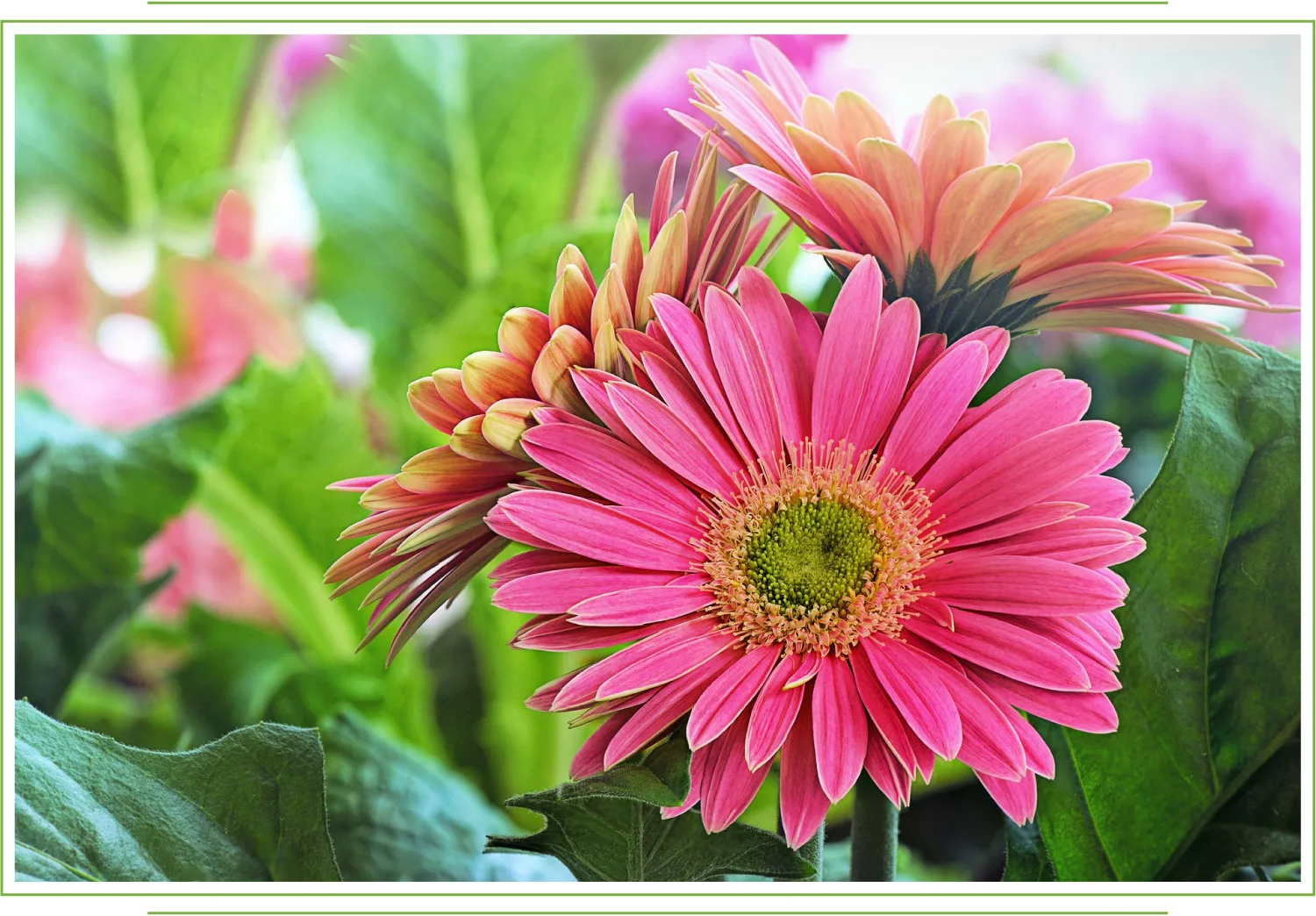 gerbera-care-guide-01