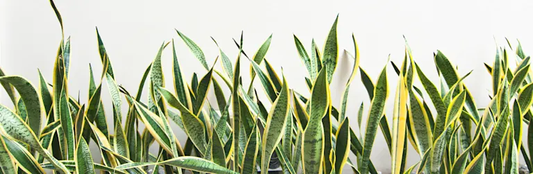 Snake Plant Care Guide: Growing Information and Tips | ProFlowers