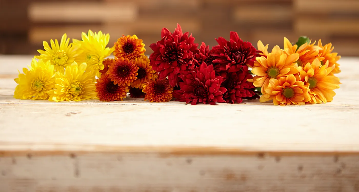 Chrysanthemums: A Perfect Fall Flower - ProFlowers Blog