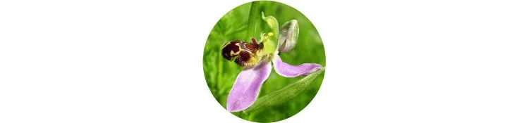 purple-ophrys-apifera