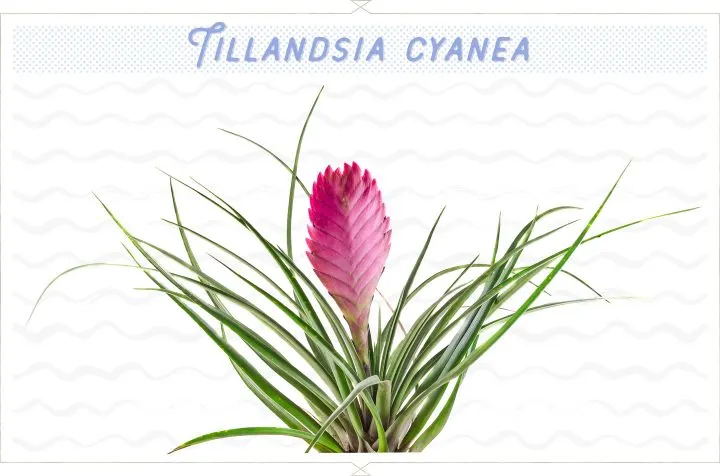 18 Types of Air Plants For Your Home