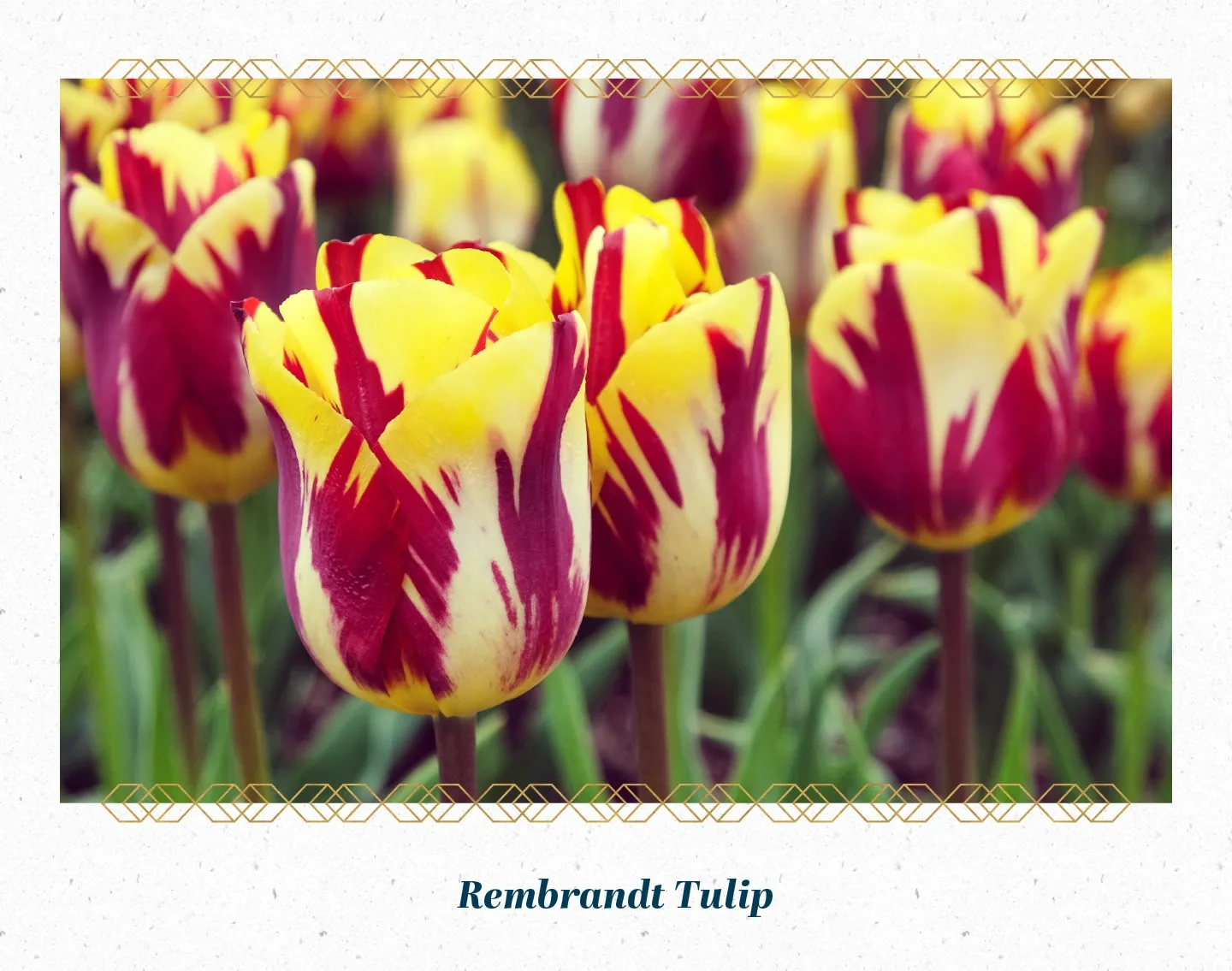 rembrandt-tulip-min