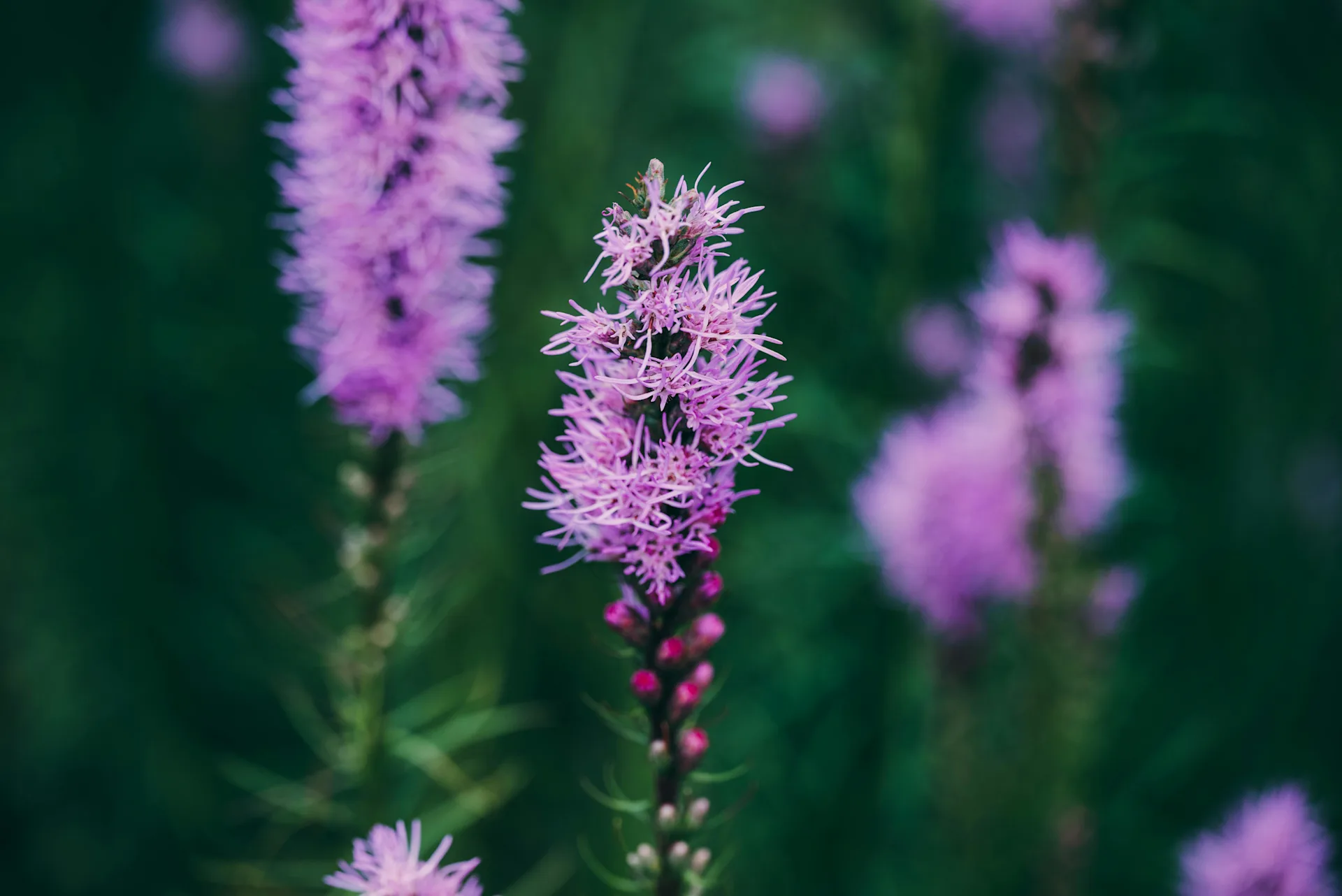 Flower Glossary: Liatris