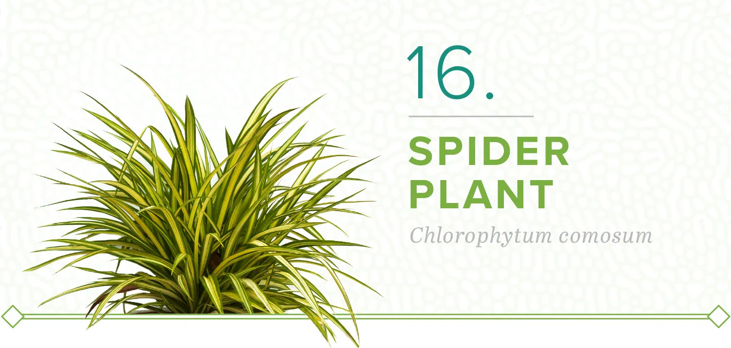 plants-that-dont-need-sun-16-spider-plant