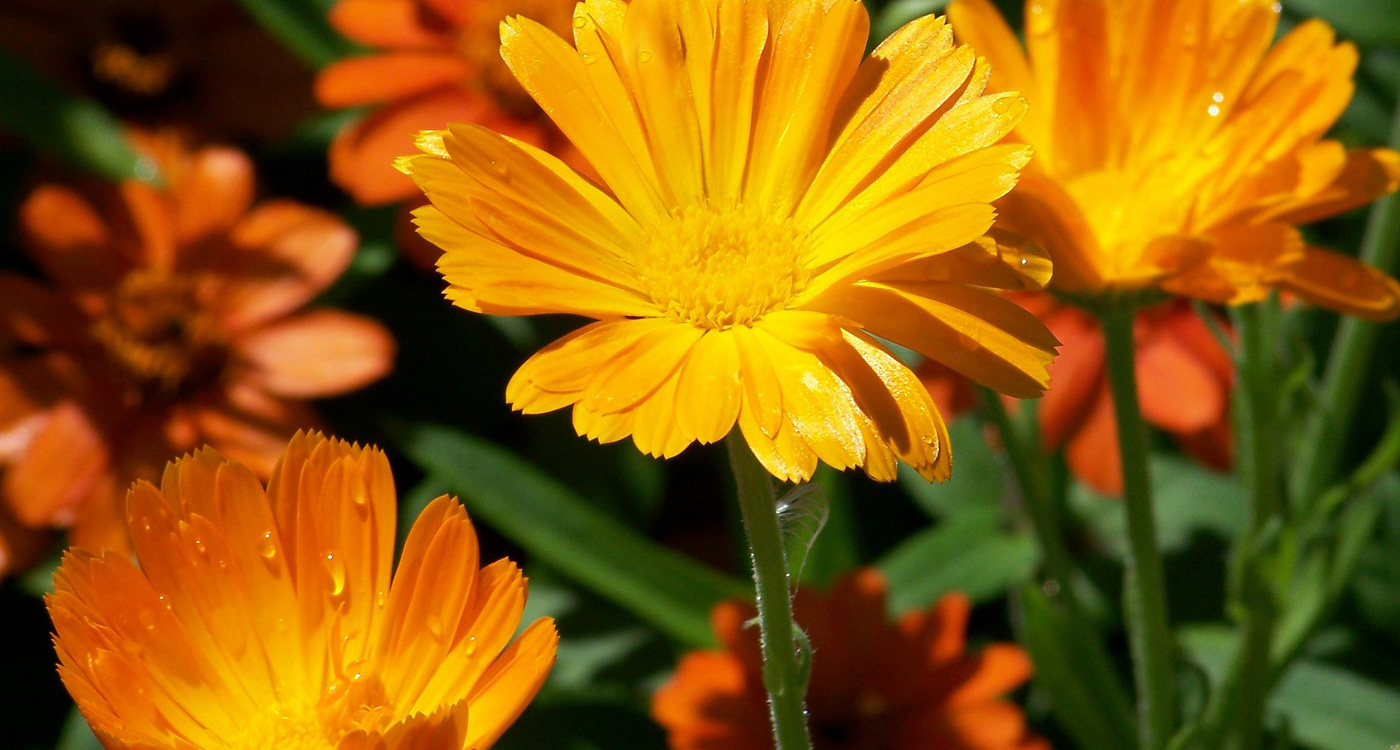 27 Types of Orange Flowers - ProFlowers Blog