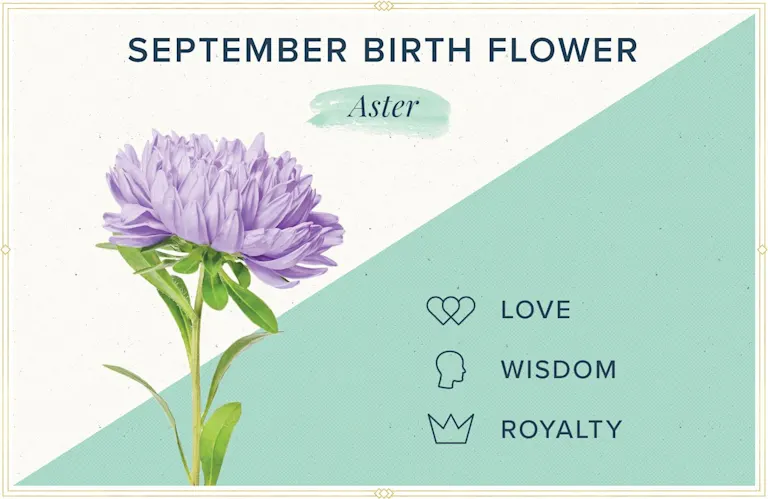 September Birth Flower + More: Aster | ProFlowers