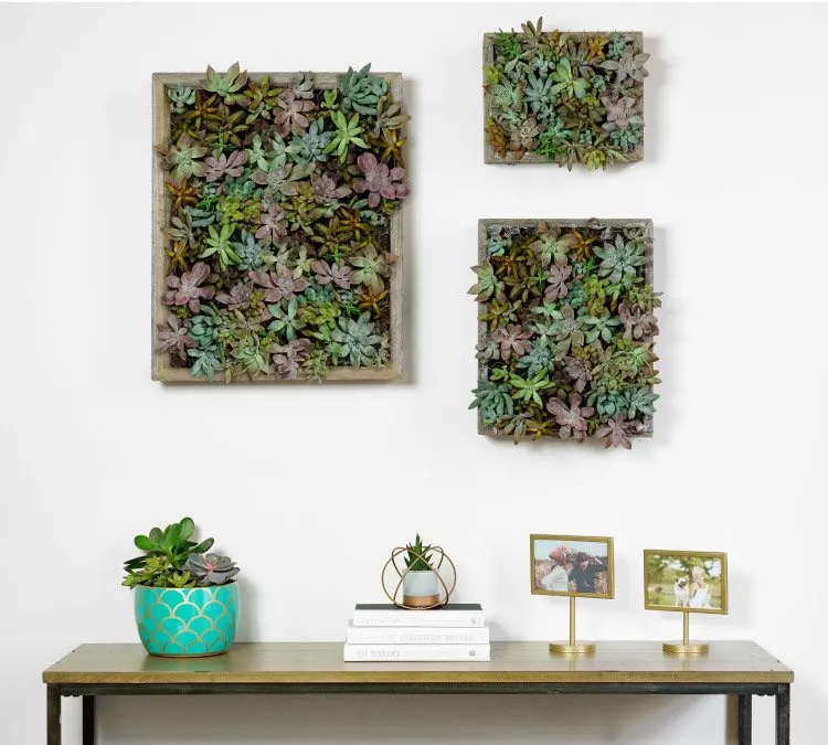 how-to-make-a-succulent-wall-garden-finished-product