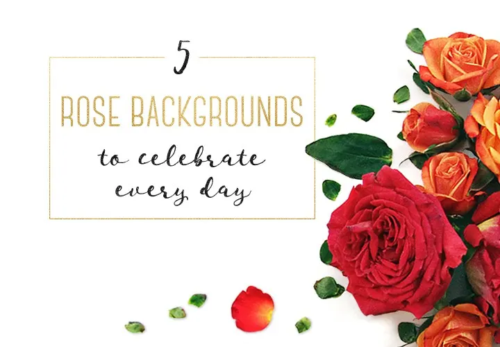 5 Rose Backgrounds To Celebrate Every Day