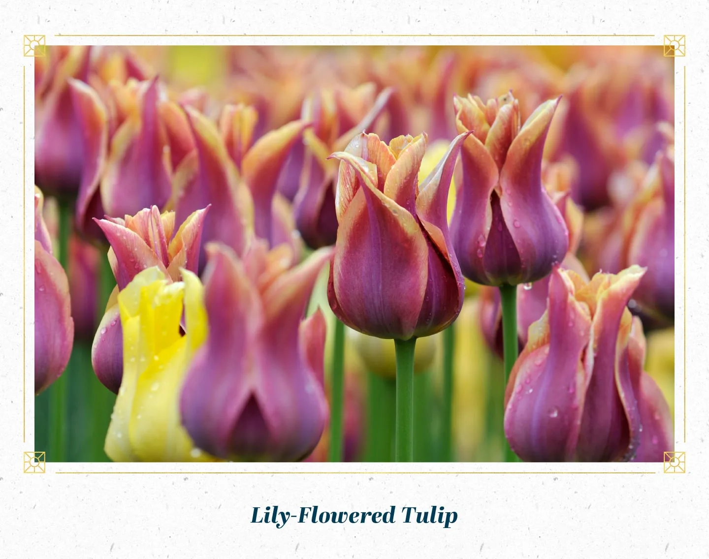 lily-flowered-tulip-min