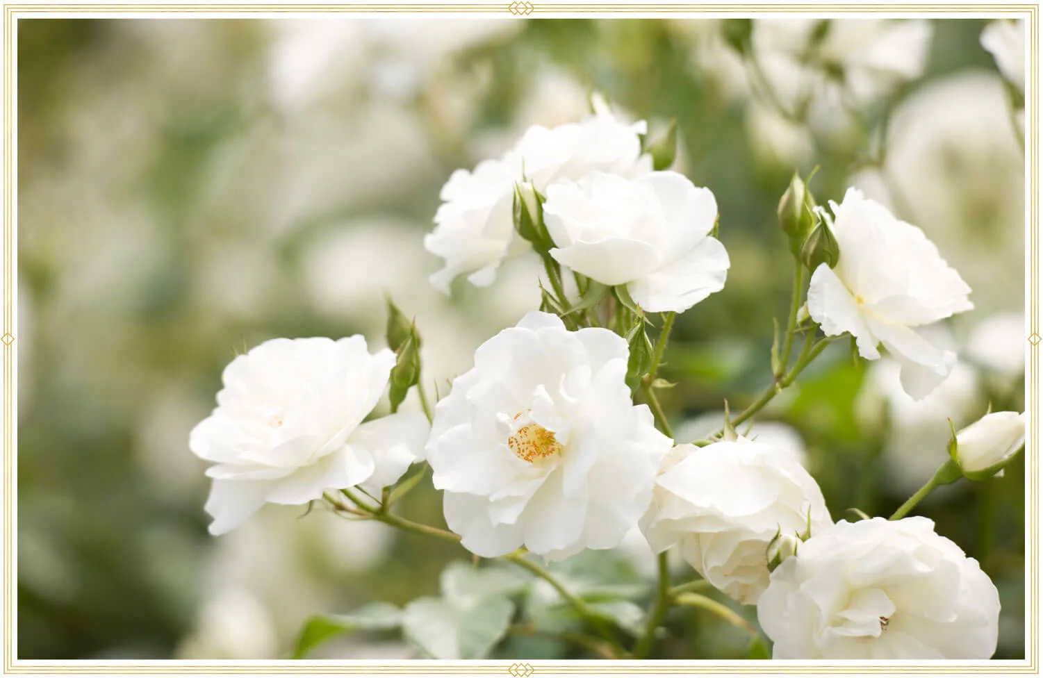 cancer-birth-flower-white-roses