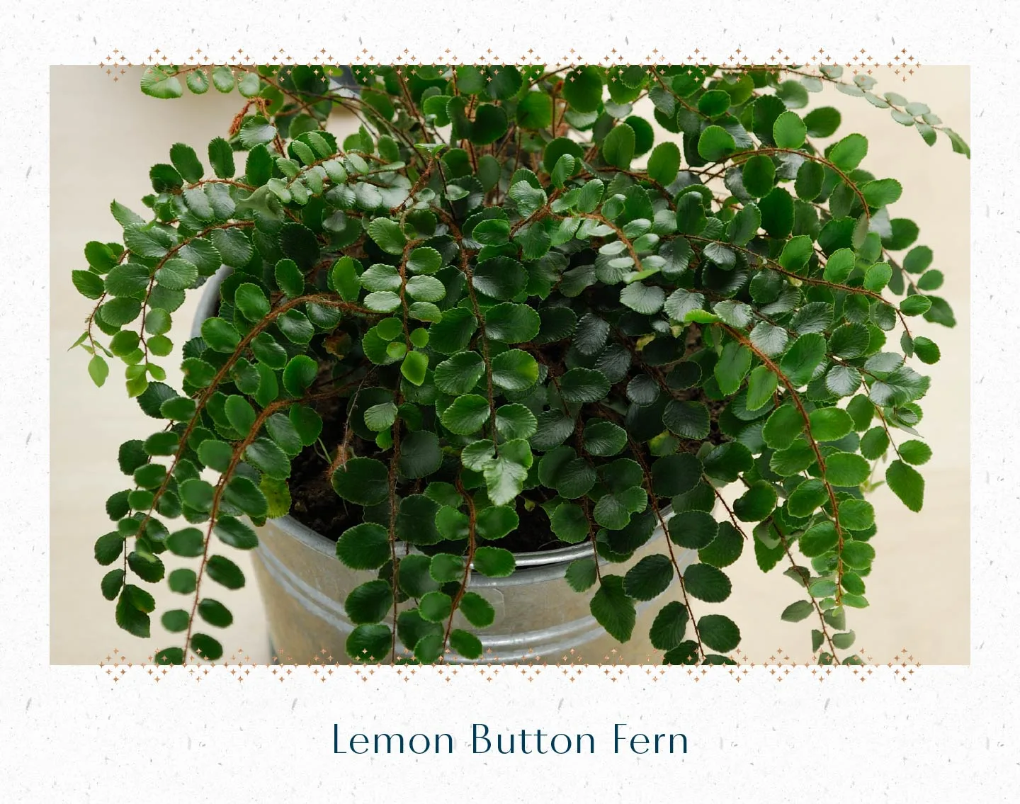 lemon-button-fern