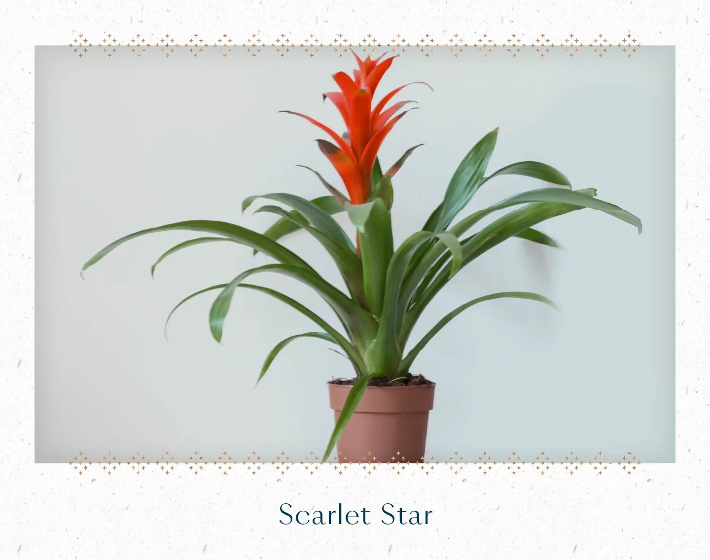 scarlet-star