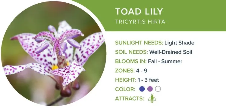 image26-toadlily