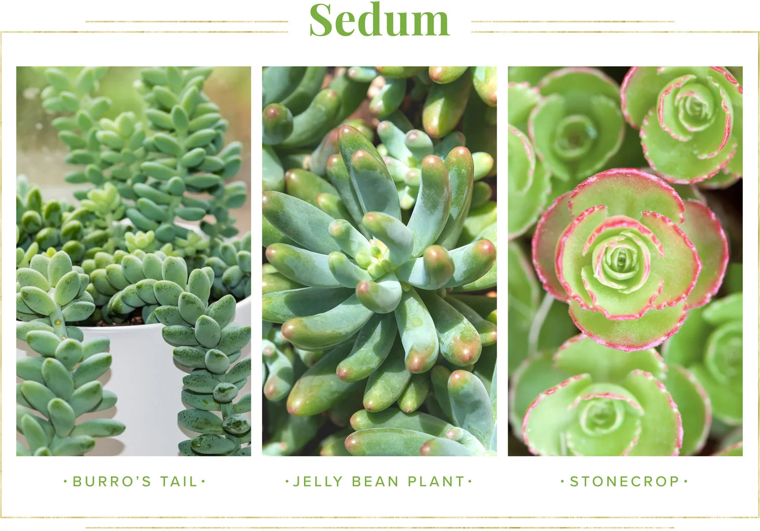 succulent-care-guide-sedum-1