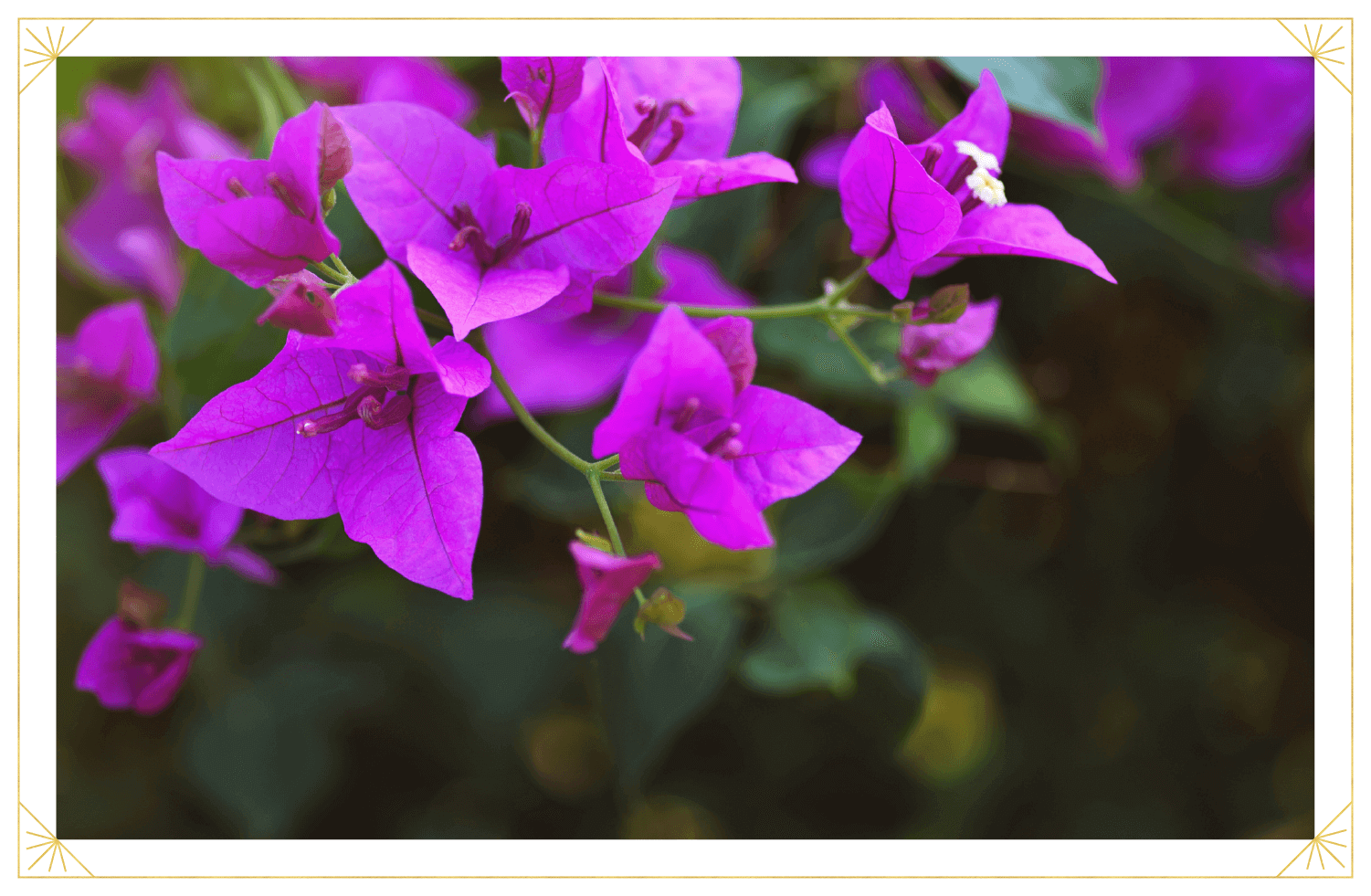 how to grow bougainvillea in pots