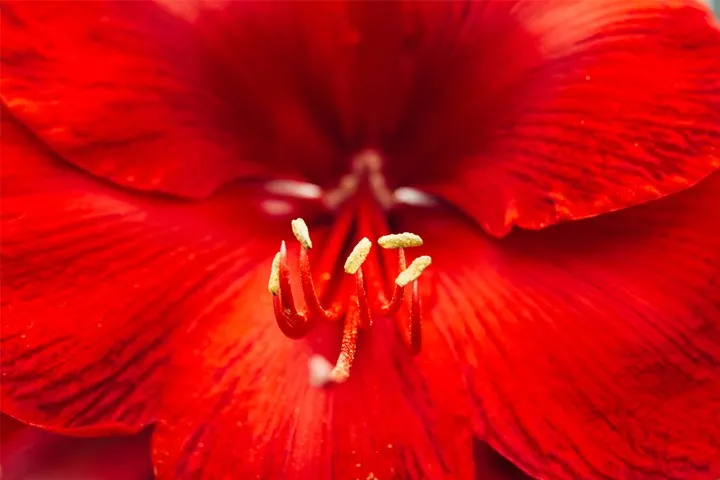 Amaryllis Meaning and Symbolism