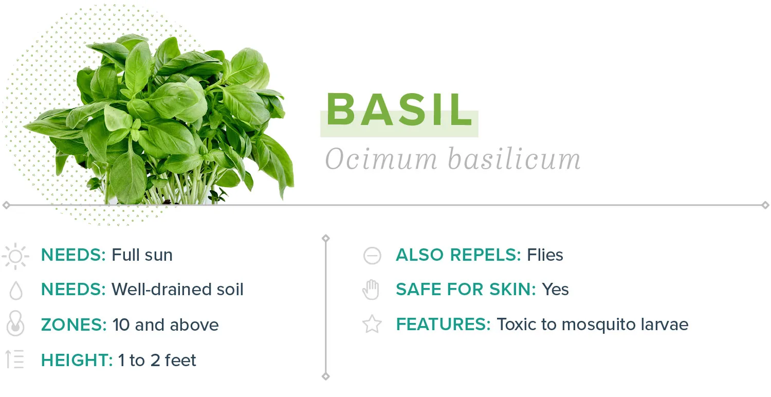 mosquito-repelling-plants-01-Basil