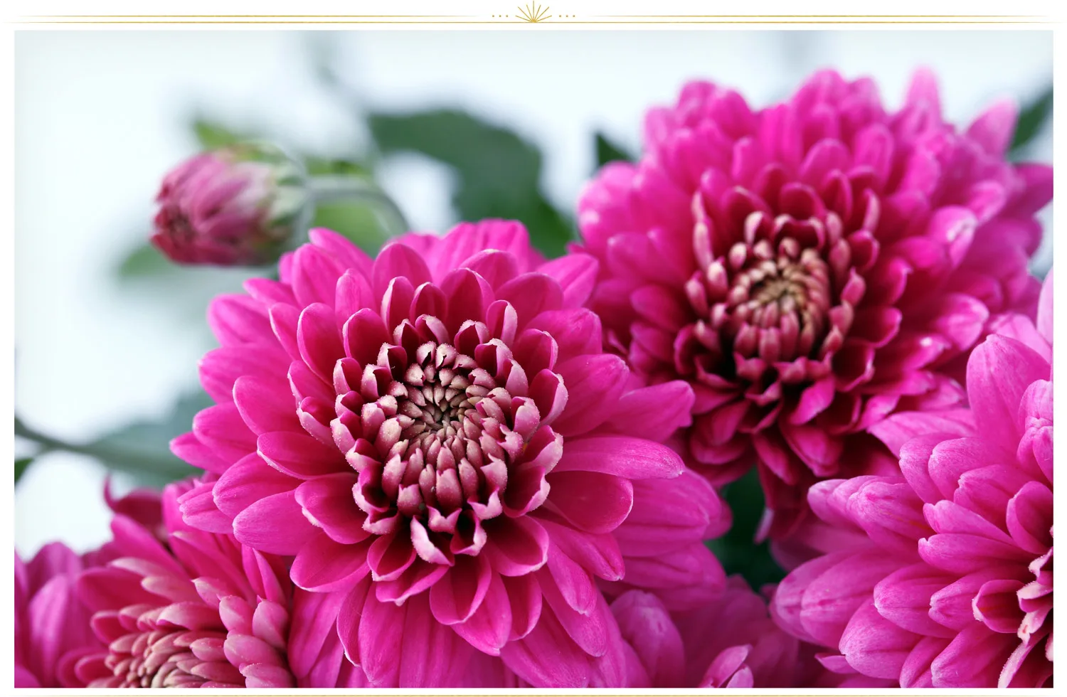 pink-flowers-chrysanthemum-1