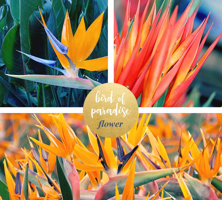 flower-meanings-birdofparadise1