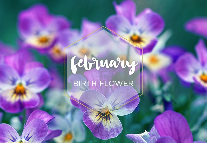 february birth flower violet