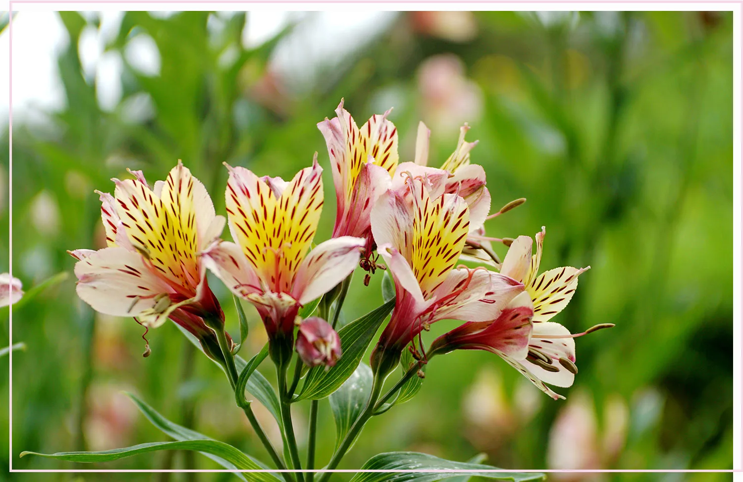 Alstroemeria Care Guide: Easy Plant, Grow and Care Tips
