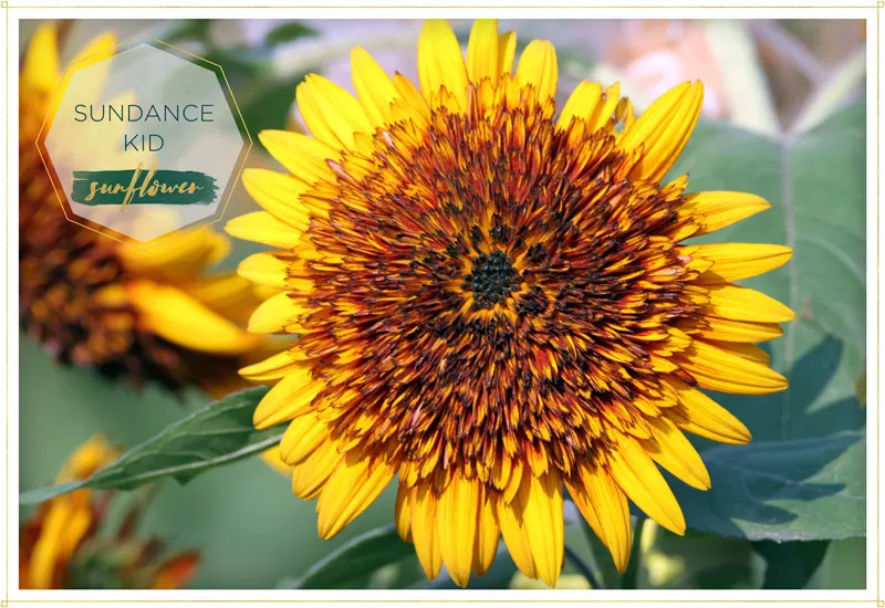 sunflower-sundance-kid