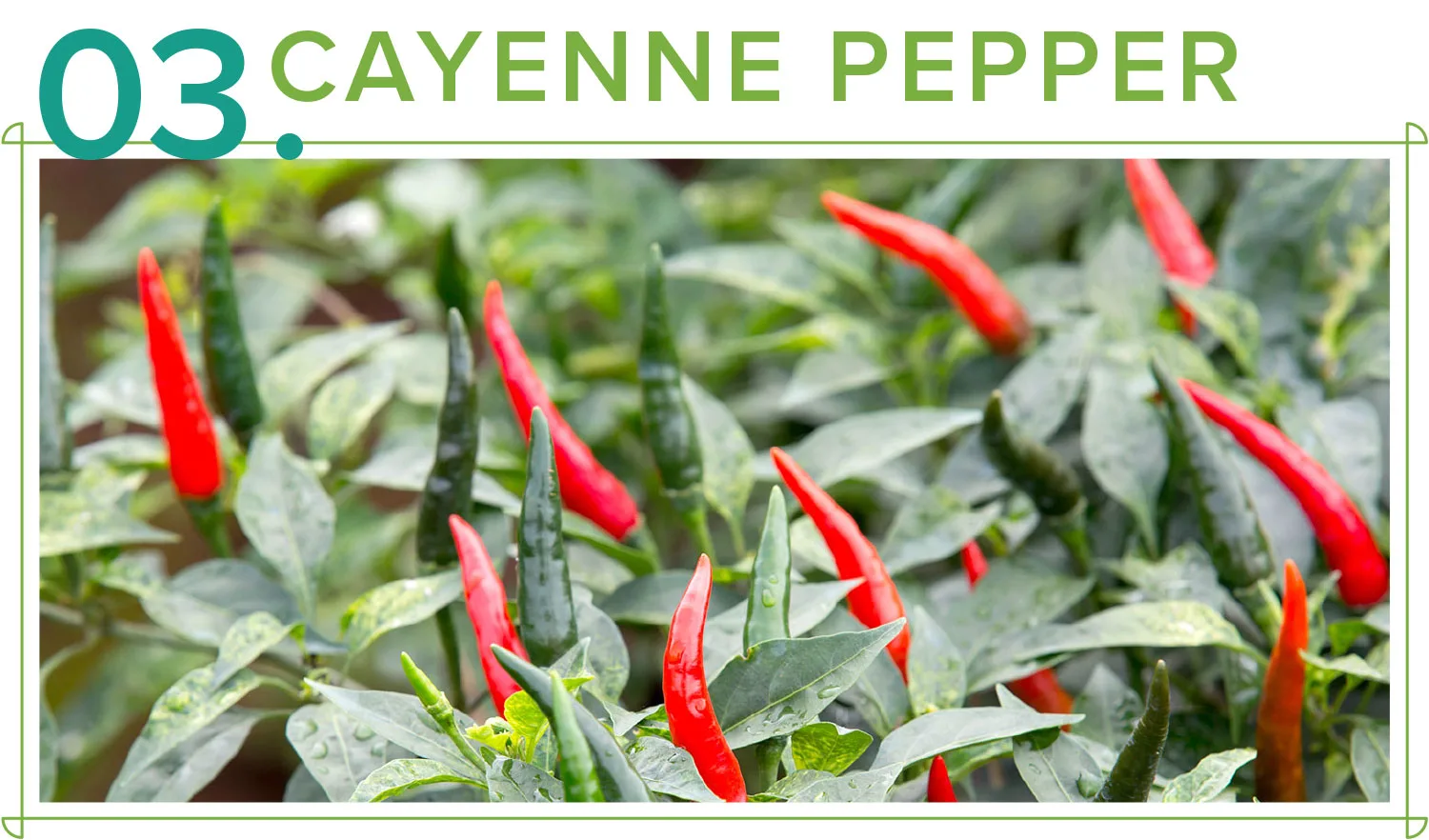 medicinal-plants-03-cayannepepper