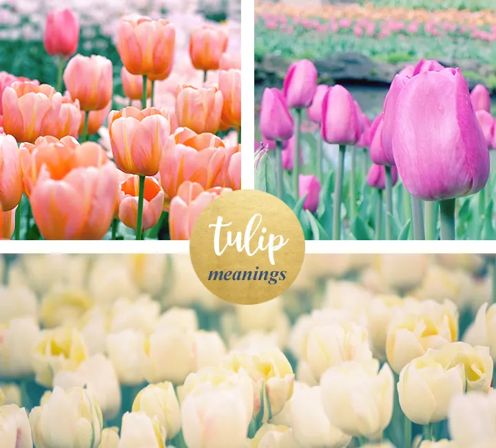 Tulip Meanings
