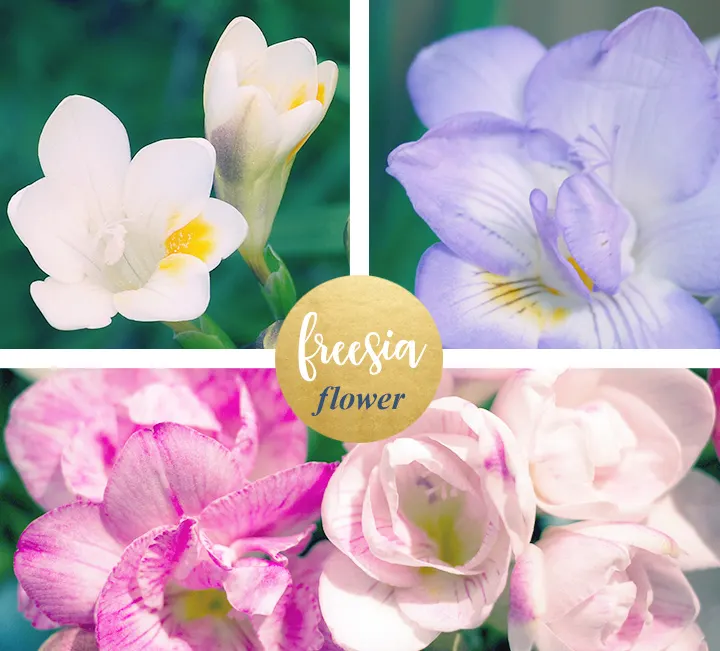 Freesia Meaning and Symbolism