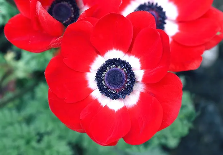 Anemone Meaning and Symbolism