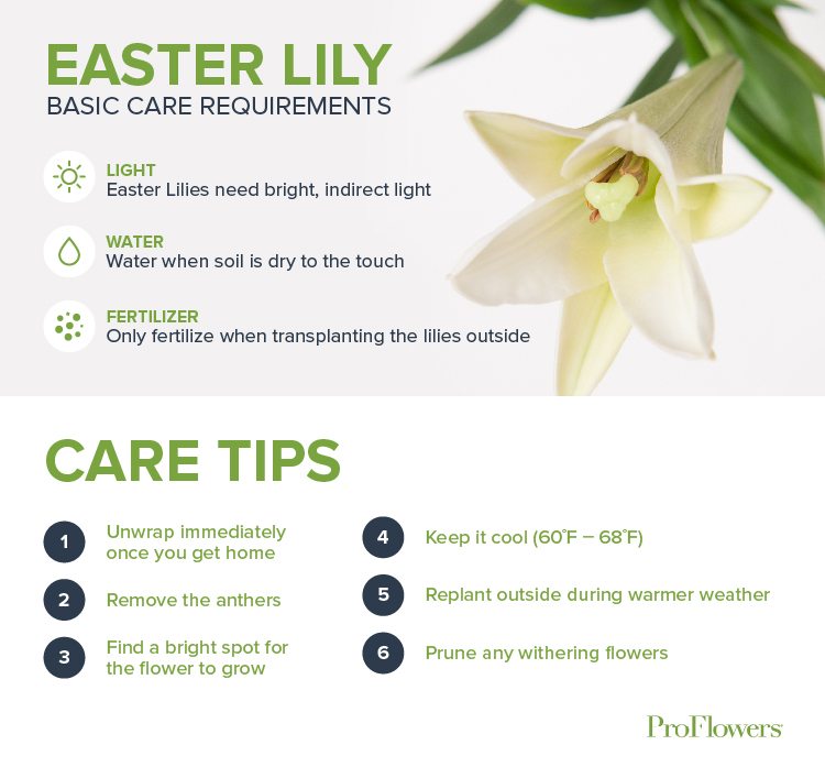 A Guide To Easter Lily Care Proflowers Blog