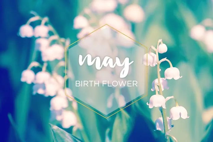 May Birth Flower: Lily of the Valley