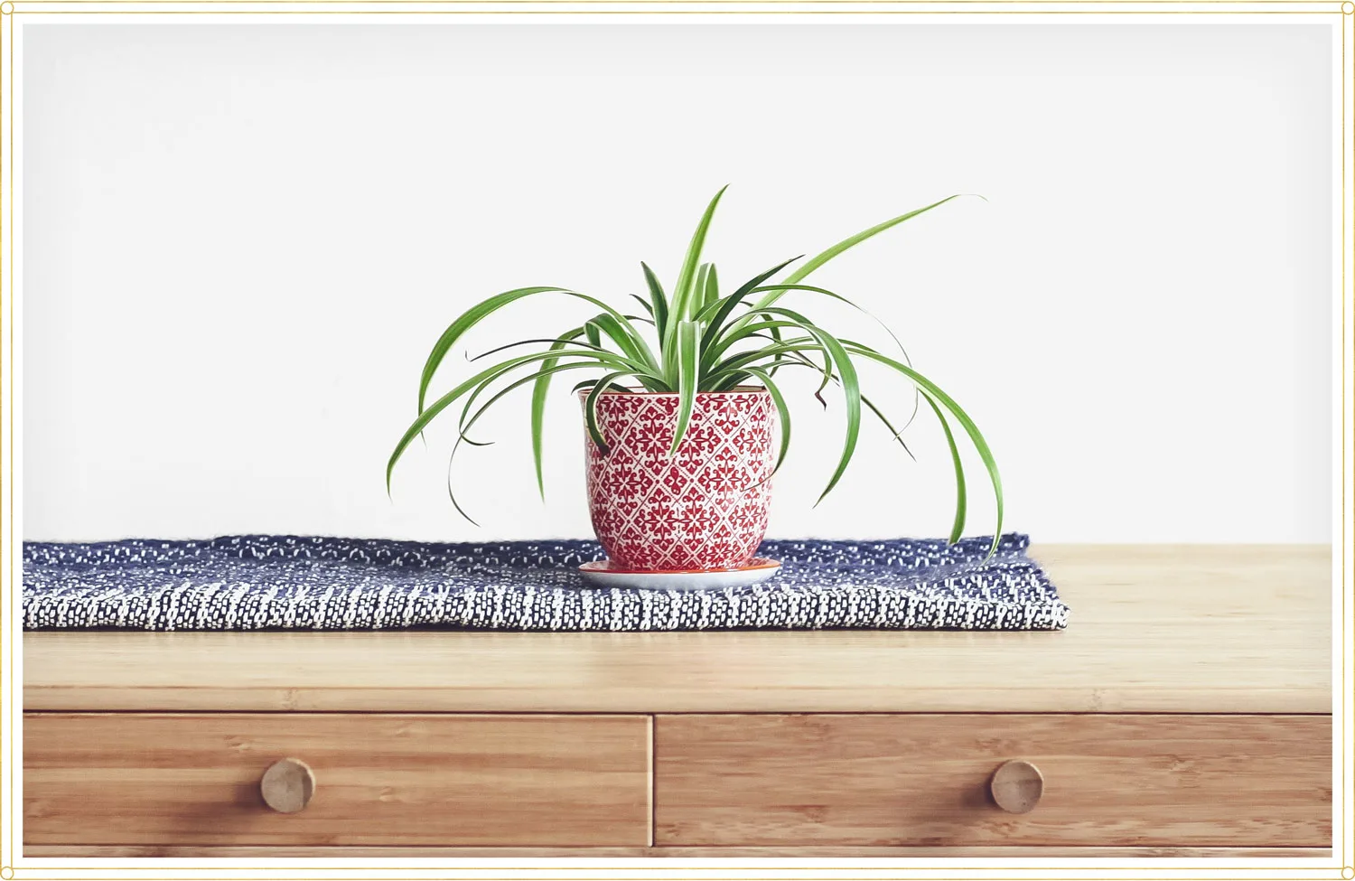 spider-plant-care-lifestyle1