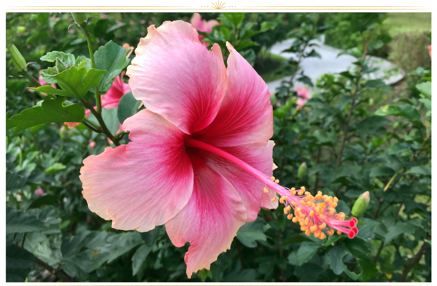 Pink Red Flowers