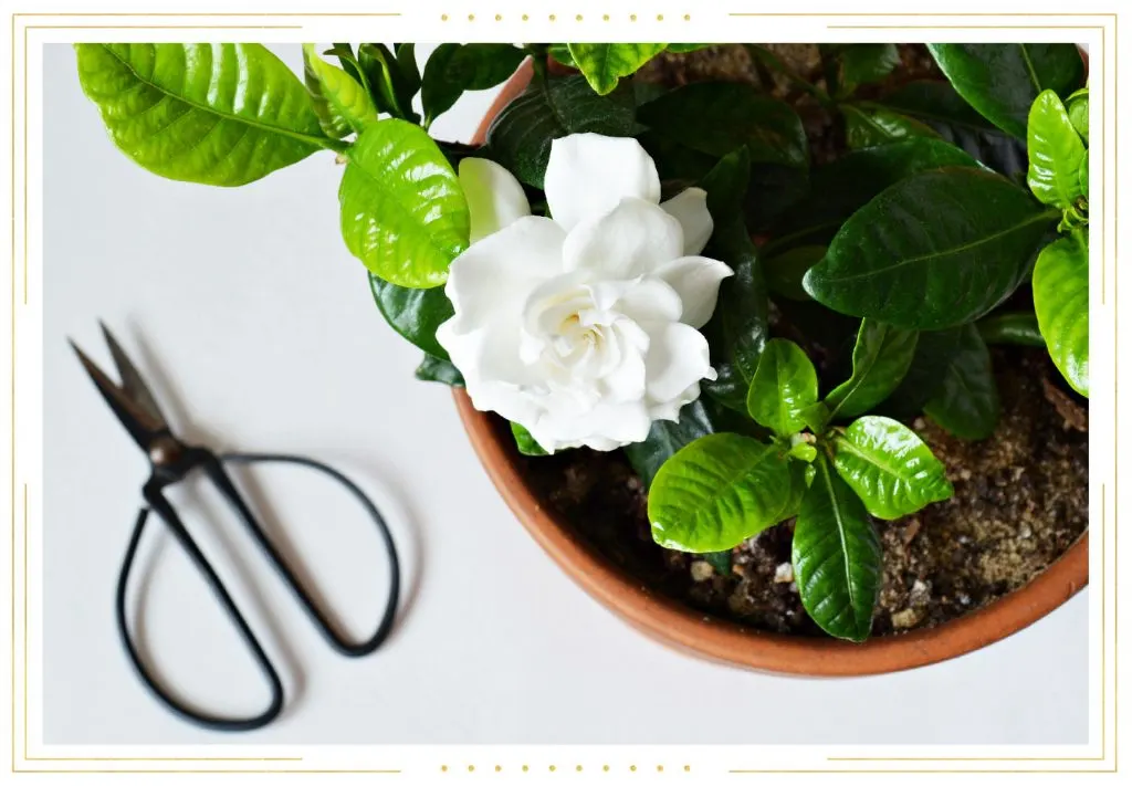 Gardenia Care Guide: Growing Tips + Info | FTD