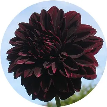 black-dahlia