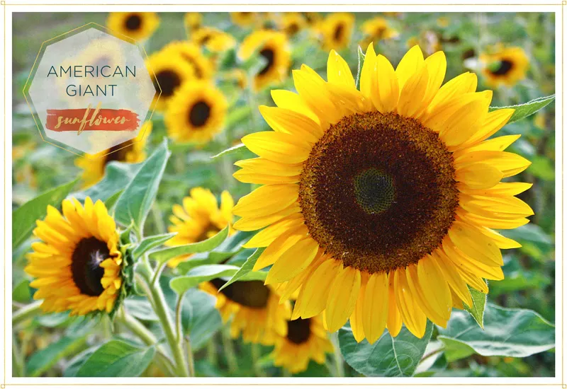 sunflower-american-giant