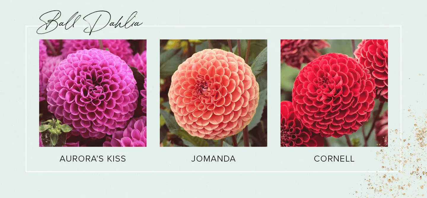 33 Types of Dahlias to Brighten Up Your Garden