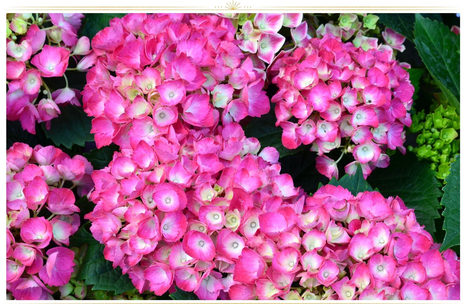 pink flowers names