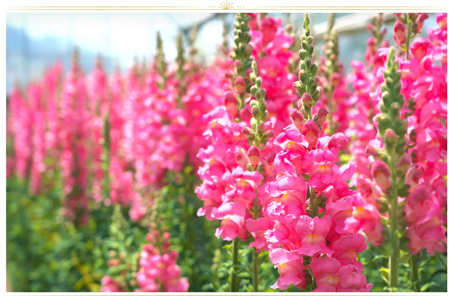 pink-flowers-snapdragon-1