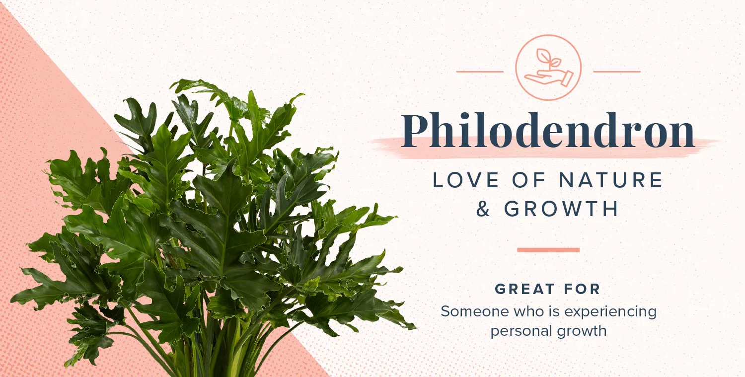 plant-symbolism-10-philodendron