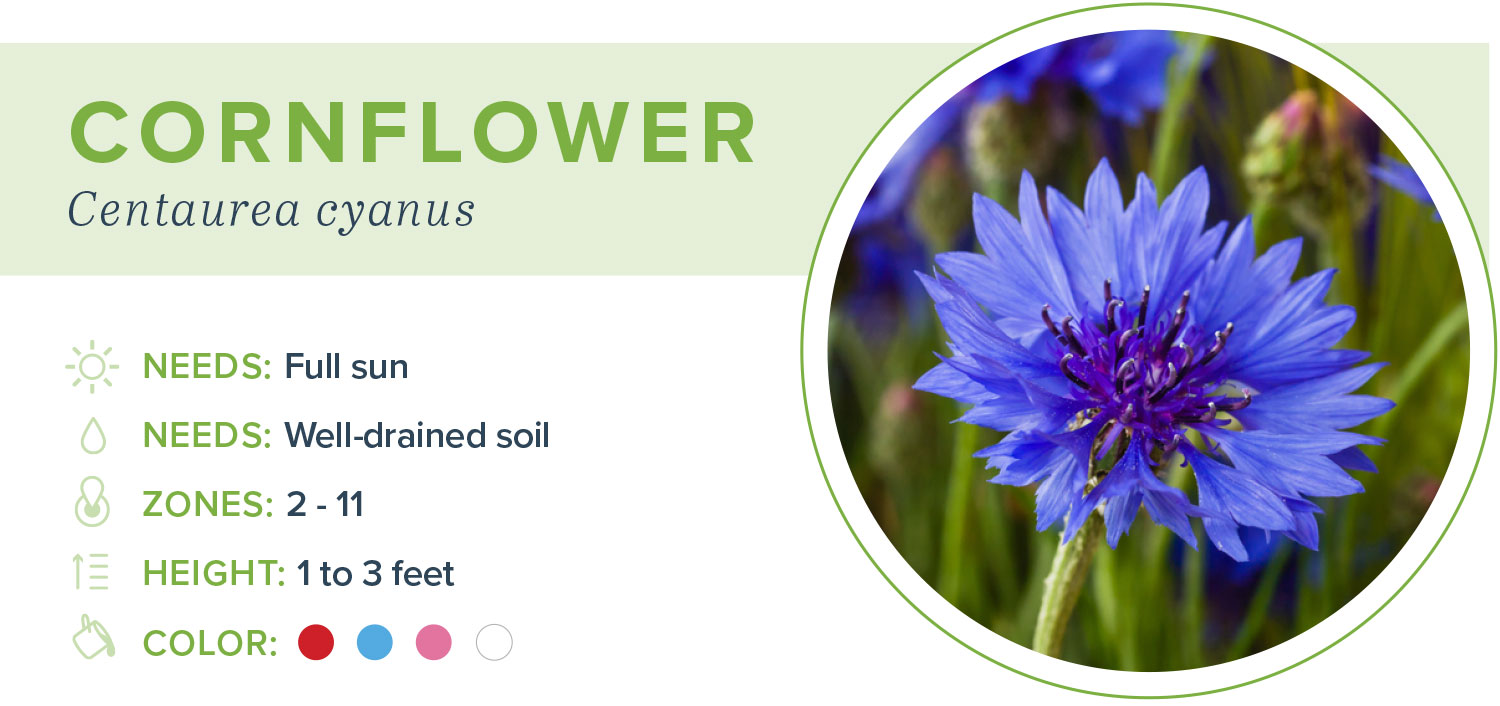annual flowers cornflower information