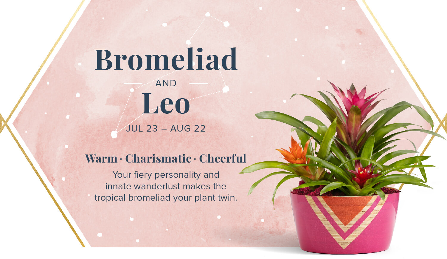 bromeliad and leo zodiac plant pairing
