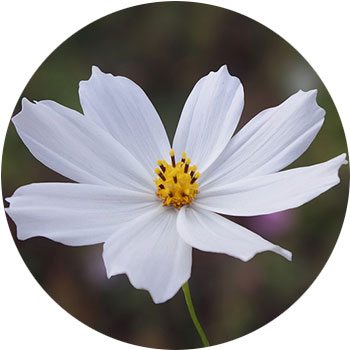 48 Types of White Flowers - ProFlowers Blog