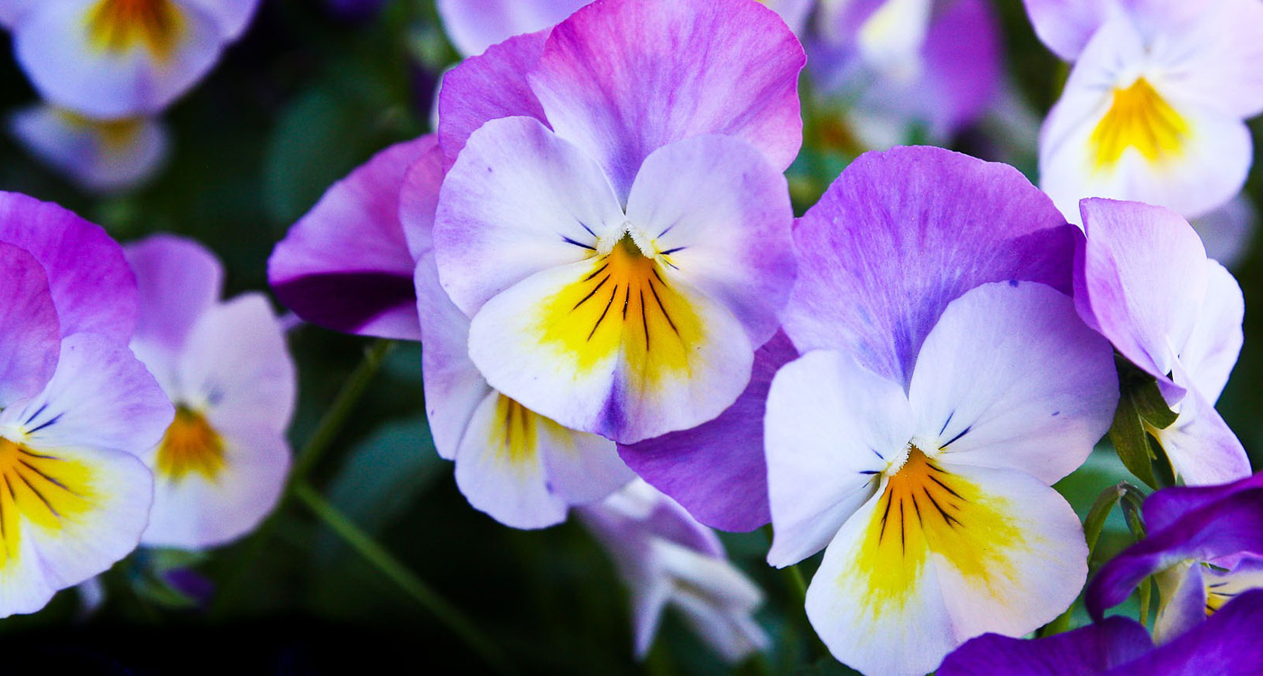 62 Types of Purple Flowers