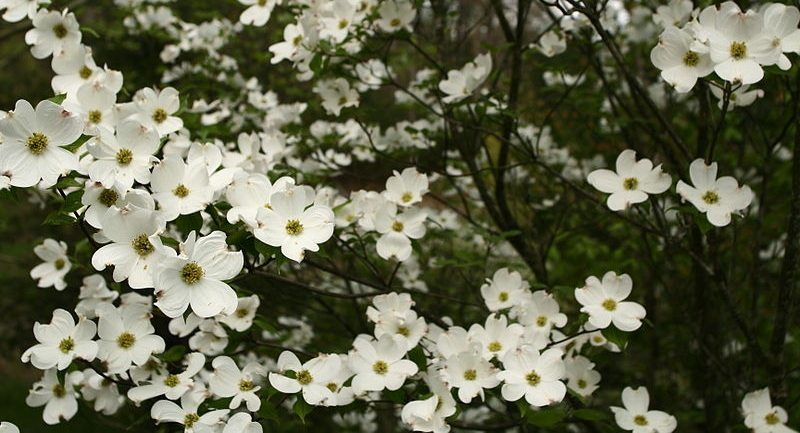 Delaware State Flower - The Peach Blossom - ProFlowers Blog