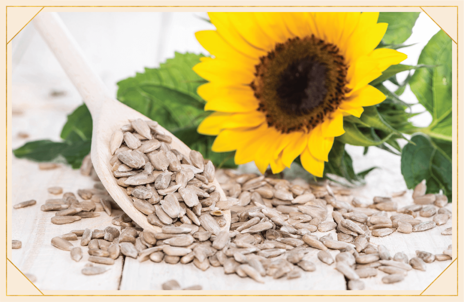 Sunflower Fun Facts You Didn't Know But Now You Do