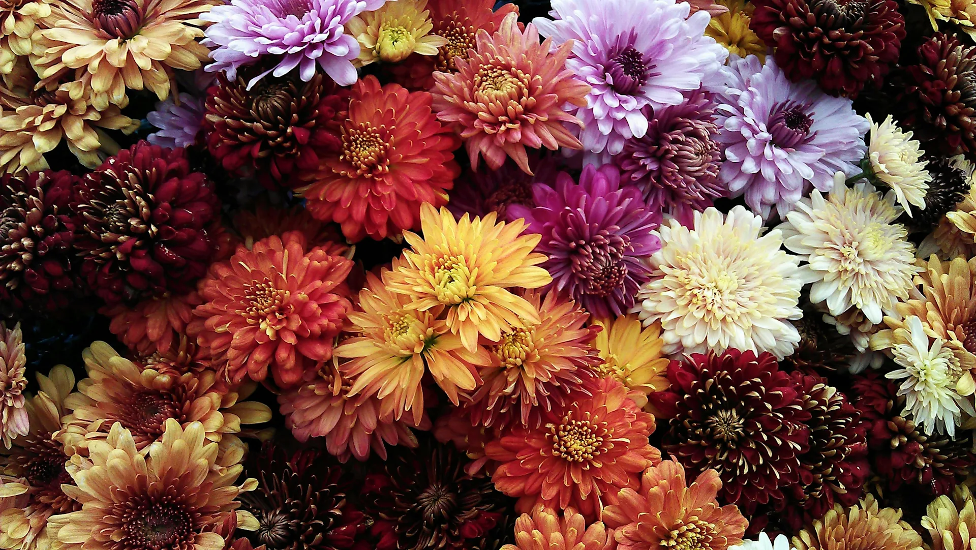Flower Glossary: Spider Mums