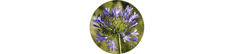 purple-agapanthus-orientalis