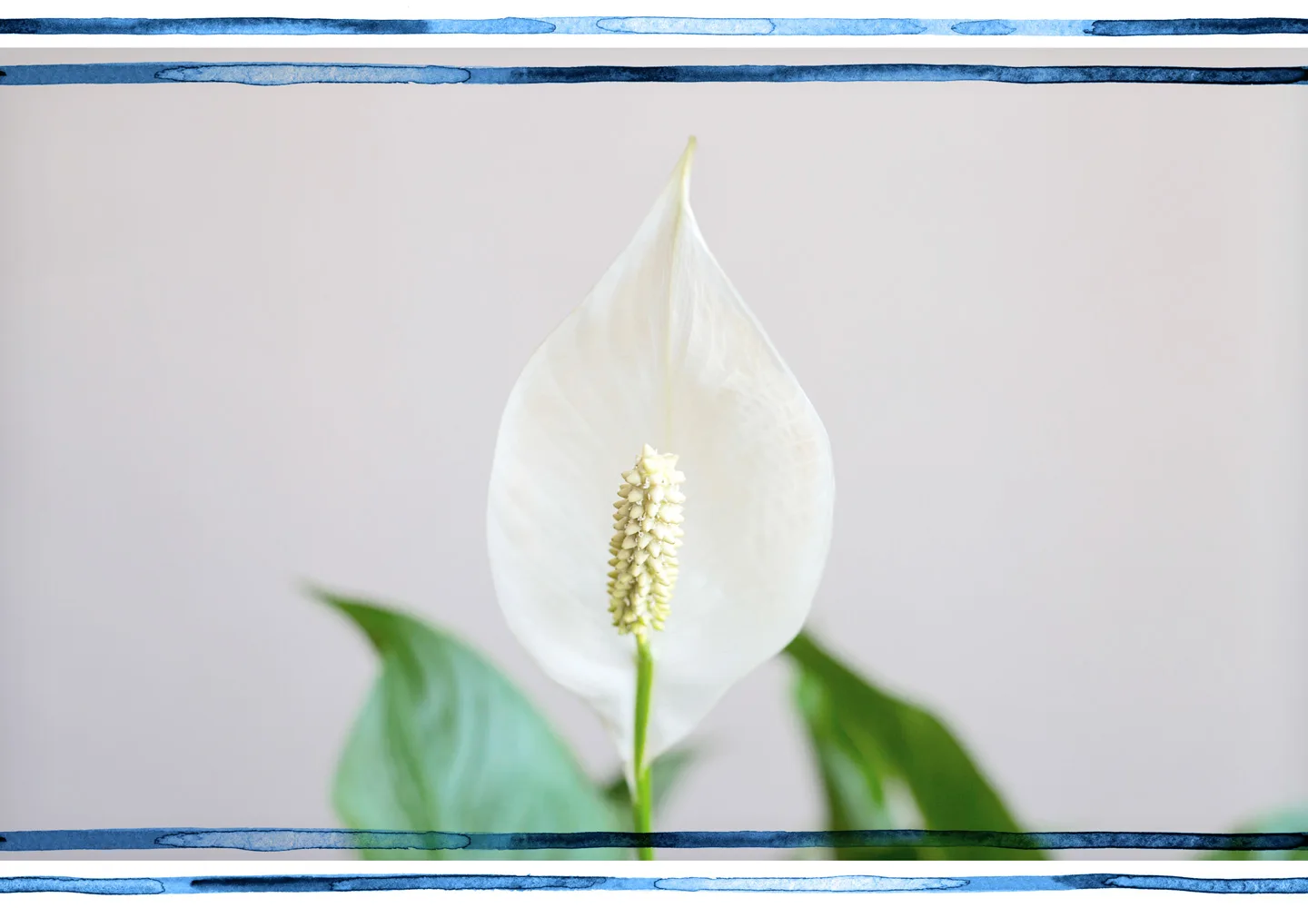 Peace Lily Care Tips and Tricks